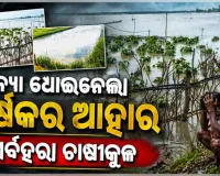 ସର୍ବହରା ଚାଷୀକୁଳ: ବନ୍ୟା ଧୋଇନେଲା ବର୍ଷକର ଆହାର, ସାନି ବେଉଷଣ ପାଇଁ ସମୟ ନାହିଁ