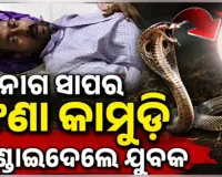 ଅନ୍ଧବିଶ୍ୱାସର କରୁଣ ଚିତ୍ର: ଗୁଣିଆ କଥାରେ ପଡ଼ି ଜୀବନ୍ତ ନାଗ ସାପକୁ କାମୁଡ଼ି ମାରିଦେଲା ଯୁବକ