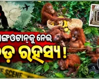 ବାଲେଶ୍ୱରରେ ୫ ଓରାଙ୍ଗଓଟାନ ଛୁଆ ଉଦ୍ଧାର ଘଟଣା: ହଜାର ହଜାର କିଲୋମିଟର ଦୂରରୁ କିପରି ଆସିଲେ ଏହି ବିରଳ ବନ୍ୟଜନ୍ତୁ?