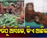 ଓରାଙ୍ଗଉଟାନ ଚାଲାଣକାରୀଙ୍କ ବିରୋଧରେ କଡ଼ା କାର୍ଯ୍ୟାନୁଷ୍ଠାନ ଗ୍ରହଣ କରାଯିବ: ଜଙ୍ଗଲ ମନ୍ତ୍ରୀ