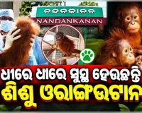 ବାଲେଶ୍ୱରରୁ ଉଦ୍ଧାର ୫ ଓରାଙ୍ଗଓଟାନ ଛୁଆଙ୍କ ସ୍ୱାସ୍ଥ୍ୟବସ୍ଥାରେ ସୁଧାର, ନନ୍ଦନକାନନରେ ଚାଲିଛି ଚିକିତ୍ସା
