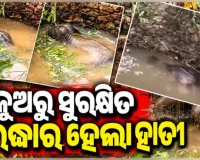 ପରିତ୍ୟକ୍ତ କୂଅରେ ଖସିପଡିଥିଲା ହାତୀ, ସୁରକ୍ଷିତ ଉଦ୍ଧାର କଲେ ବନବିଭାଗ କର୍ମଚାରୀ