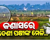 କଣାସରେ ହଜାର ହଜାର ବିଦେଶୀ ପକ୍ଷୀଙ୍କ ଆଗମନ: ବେଆଇନ ଶିକାର ନେଇ ପରିବେଶବିତ୍‌ଙ୍କ ଉଦ୍‌ବେଗ