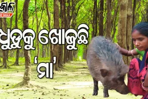 ଧୁଡୁକୁ ଖୁଆଇବା ପାଇଁ ଜଙ୍ଗଲରେ ପାଗଳିଙ୍କ ପରି ବୁଲୁଛନ୍ତି କୁନ୍ତଳା