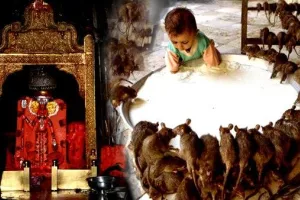 ଦେବୀଙ୍କୁ ପ୍ରସନ୍ନ କରିବା ପାଇଁ ମୂଷାଙ୍କୁ ଦିଆଯାଏ ଭୋଗ