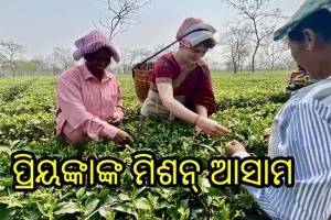 ଆସାମ ଉପରେ ପ୍ରିୟଙ୍କାଙ୍କ ନଜର, ଚା’ ବଗିଚାରୁ ଚା’ ପତ୍ର ତୋଳିଲେ ପ୍ରିୟଙ୍କା