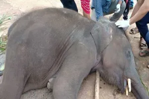 ଢେଙ୍କାନାଳ କପିଳାଶ ହାତୀ ଉଦ୍ଧାର କେନ୍ଦ୍ରରେ ୪ବର୍ଷର ହାତୀ ଛୁଆ ମୃତ, କାରଣ ଅସ୍ପଷ୍ଟ