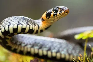 ସାପ କାମୁଡ଼ାରେ ଦୁଇ ମୃତ