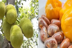 ଆପଣ ଜାଣନ୍ତି କି…  ମଧୁମେହ ରୋଗୀଙ୍କ ପାଇଁ ସଂଜୀବନୀ ଭଳି କାମ ଦେବ ପଣସ ମଞ୍ଜିରୁ ତିଆରି ଅଟା