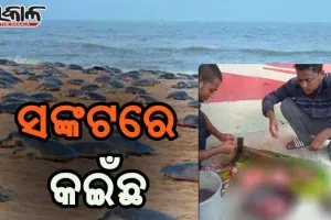 ବେଫିକର ବନ ବିଭାଗ, ସଙ୍କଟରେ କଇଁଛ: କାର୍ଯ୍ଯାଳୟ ଅନତି ଦୂରରେ ଅବାଧରେ ଚାଲିଛି କଇଁଛ ମାଂସ ବିକ୍ରି