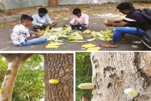 ପକ୍ଷୀପ୍ରେମୀ ଛାତ୍ର : ପକେଟ୍‌ ମନିରୁ ଚଢ଼େଇଙ୍କ ପାଇଁ ଖାଦ୍ୟ