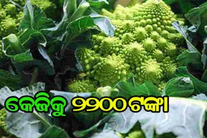 ବିଚିତ୍ର କୋବି: କେଜିକୁ ୨୨୦୦ ଟଙ୍କା