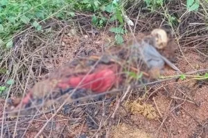 କାଳିମା ପୋଲ ନିକଟରୁ ନରକଙ୍କାଳ ଉଦ୍ଧାର