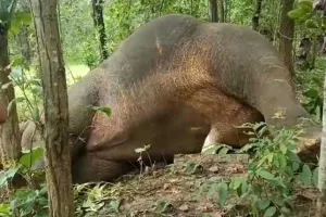 ଦନ୍ତାହାତୀର ମୃତଦେହ ଉଦ୍ଧାର
