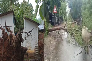 ବାତ୍ଯା ଗୁଲାବ ପ୍ରଭାବ: ମାଲକାନଗିରିରେ ଲଗାଣ ବର୍ଷା ଜାରି, ଗଛ ପଡି ଭାଙ୍ଗିଲା ଘର