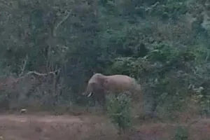 ହାତୀ ଦଳି ଦେବାରୁ ଜଣଙ୍କର ମୃତ୍ୟୁ