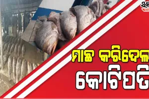 ଦୀଘା ମୁହାଣରେ ଜାଲରେ ପଡ଼ିଲା ୩୩ଟି ତେଲିଆ ଭୋଲା ମାଛ, ବିକ୍ରି କରି କୋଟିପତି ହେଲେ ମତ୍ସ୍ୟଜୀବୀ