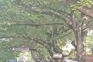 ଶହେ ବର୍ଷର ପୁରୁଣା ଚାକୁଣ୍ଡା ଗଛ ନକାଟିବାକୁ ଜିଲ୍ଲାପାଳଙ୍କୁ ଦାବିପତ୍ର