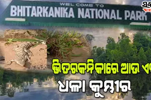ଭିତରକନିକାରେ ନୂଆ ଅତିଥି : ପର୍ଯ୍ୟଟକଙ୍କ ଆକର୍ଷଣର କେନ୍ଦ୍ରବିନ୍ଦୁ ପାଲଟିଛି ଆଉ ଏକ ଧଳା କୁମ୍ଭୀର
