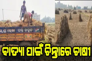 ବାତ୍ୟା ପାଇଁ ଚିନ୍ତାରେ ଚାଷୀ, ବିଲରେ ପଡ଼ି ରହିଛି ହେକ୍ଟର ହେକ୍ଟର ପାଚିଲା ଧାନ