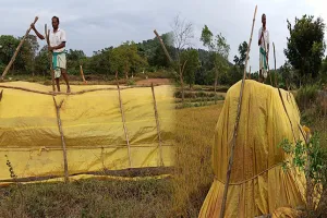 ଚାଷୀଙ୍କୁ ଘାରିଛି ବର୍ଷା ଆଶଙ୍କା: ଅମଳ ଧାନକୁ ସୁରକ୍ଷା ଦେବାପାଇଁ ଲାଗିପଡିଛି ଚାଷୀ