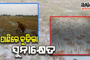 ପାଣିରେ ବୁଡିଲା ପାଚିଲା ଧାନର ସୁନାକ୍ଷେତ, ଚାଷୀ ମୁଣ୍ଡରେ ଚଡକ
