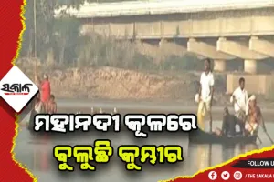 ମହାନଦୀରେ ଚାଲିଛି କୁମ୍ଭୀର ରେସ୍କ୍ୟୁ ଅଭିଯାନ, ସାମିଲ ଅଛନ୍ତି ୩୦ରୁ ଉର୍ଦ୍ଧ୍ବ ବନ କର୍ମଚାରୀ