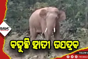 ଥମୁନି ହାତୀ ଉପଦ୍ରବ: ଗୋଟିଏ ରାତିରେ ଭାଙ୍ଗିଲେ ୬ ଘର