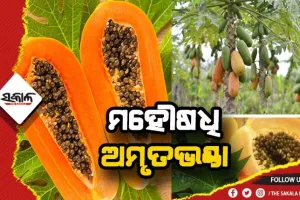 ଜାଣନ୍ତୁ ଅମୃତଭଣ୍ଡାର ଔଷଧୀୟ ଗୁଣ