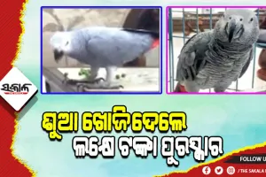 ଶୁଆକୁ ଖୋଜି ଆଣିଲେ ଏକ ଲକ୍ଷ ଟଙ୍କା ପୁରସ୍କାର