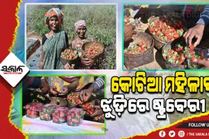 ବଦଳୁଛି କୋଟିଆ, ଷ୍ଟ୍ରବେରୀ ଚାଷ କରି ସ୍ୱାବଲମ୍ବୀ ହେଉଛନ୍ତି ମହିଳା