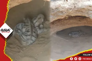 ବୋରିଗୁମ୍ମାରେ ବାଘ ଆତଙ୍କ, ଗୁମ୍ଫାରୁ ମିଳିଛି ଦୁଇଟି ବାଘ ଛୁଆ
