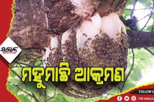 ମହୁମାଛି ଆକ୍ରମଣ: ୧ମୃତ, ୩ ଗୁରୁତର