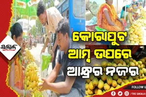 ବଢ଼ିବାରେ ଲାଗିଛି ଆମ୍ବ ଚାହିଦା: କୋରାପୁଟ ଆମ୍ବ ଉପରେ ରହିଛି ଆନ୍ଧ୍ରର ନଜର