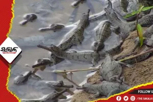 ସତକୋଶିଆରେ ପୁଣିଥରେ ଖୁସି: ଦ୍ୱିତୀୟ ଥର ପାଇଁ ସାତକୋଶିଆ ଗଣ୍ଡରେ ଜନ୍ମ ନେଲେ ୩୨ ଘଡ଼ିଆଳ ଛୁଆ