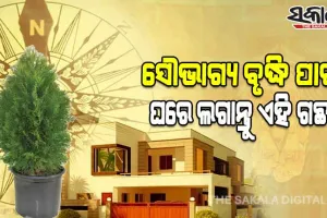 ବାସ୍ତୁ ଟିପ୍ସ: ସୁଖସମୃଦ୍ଧି ବୃଦ୍ଧି ହେବା ସହ ଆର୍ଥିକ ସଙ୍କଟ ଦୂର କରିବା ପାଇଁ ଘରେ ଲଗାନ୍ତୁ ଏହି ଗଛ…
