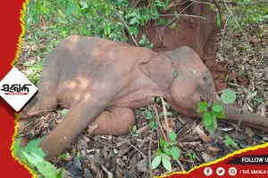 ସାତକୋଶିଆ ରେ ପୁଣି ଏକ ଛୁଆ ମାଈ ହାତୀ ର ମୃତ୍ୟୁ