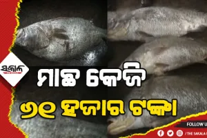 ମତ୍ସ୍ୟଜୀବୀଙ୍କ ଜାଲରେ ପଡ଼ିଲା ବିରଳ ମାଛ: କେଜି ପ୍ରତି ୬୧ ହଜାର ଟଙ୍କା