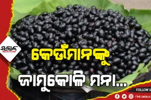 ଜାଣନ୍ତୁ ଅନେକ ରୋଗର ମହୌଷଧି ଜାମୁକୋଳି କେଉଁମାନଙ୍କୁ ଖାଇବା ମନା….