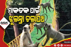 ମାଙ୍କଡଙ୍କ ପାଇଁ ବନ ବିଭାଗ ନିର୍ମାଣ କଲା ଝୁଲନ୍ତା ଚଲାପଥ