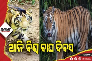 ଆଜି ବିଶ୍ୱ ବାଘ ଦିବସ: ଜଙ୍ଗଲରେ ଶିକାରୀ, ସଫା ହୋଇଯିବେ କଲରାପତରିଆ