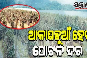 ବନ୍ୟା ବିଗାଡ଼ିଲା ପରିବା ଚାଷୀଙ୍କ ଆର୍ଥିକ ସ୍ଥିତି; ଛାର୍‌ଖାର୍‌ ହୋଇଗଲା ୪ ଶହ ଏକର ପୋଟଳ ଚାଷ