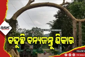 ସାତକୋଶିଆ ଓ ଏହାର ପରିସୀମା ଅଞ୍ଚଳରେ ବ୍ୟାପକ ବନ୍ୟଜନ୍ତୁ ଶିକାର: କେଜି ପିଛା ବିକ୍ରି ହେଉଛି ୪ଶହରୁ ୭ଶହ ଟଙ୍କା