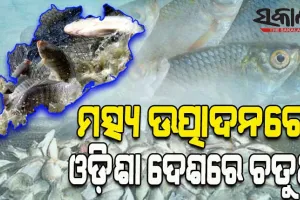 ମତ୍ସ୍ୟ ଉତ୍ପାଦନରେ ଓଡ଼ିଶା ଦେଶରେ ଚତୁର୍ଥ; ଉନ୍ନତ ପ୍ରଜାତିର ମାଛଚାଷରେ ଉଲ୍ଲେଖନୀୟ ଅଭିବୃଦ୍ଧି