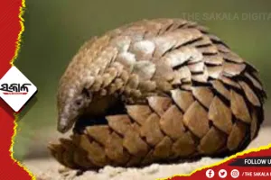 ଭୁବନେଶ୍ୱରରୁ ଜୀବନ୍ତ ବଜ୍ରକାପ୍ତା ଉଦ୍ଧାର: ଘଟଣା ସ୍ଥଳରେ ପହଞ୍ଚିଲା ନନ୍ଦନକାନନର ରିସର୍ଚ୍ଚ ଟିମ୍‌, ଆହୁରି ଅନେକ ବଜ୍ରକାପ୍ତା ଥିବା ସନ୍ଦେହ