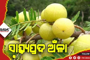 ଖାଲି ପେଟରେ ଖାଆନ୍ତୁ ଅଁଳା….