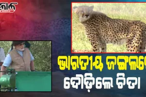 ସଫଳ ହେଲା ପ୍ରୋଜେକ୍ଟ ଚିତା; କୁନୋ ନ୍ୟାସନାଲ ପାର୍କରେ ୮ ଆଫ୍ରିକୀୟ ଚିତାଙ୍କୁ ଛାଡ଼ିଲେ ପ୍ରଧାନମନ୍ତ୍ରୀ ମୋଦୀ