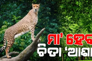 ପ୍ରଧାନମନ୍ତ୍ରୀ ମୋଦୀ ନାମକରଣ କରିଥିବା ଚିତା ବାଘ ‘ଆଶା’ ଗର୍ଭବତୀ, ଭାରତରେ ଚିତାସଂଖ୍ୟା ବୃଦ୍ଧି ଆଶା ଉଜ୍ଜ୍ବଳ