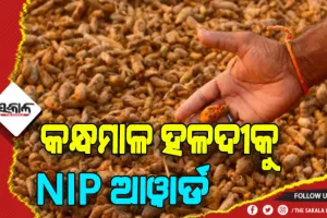 GI ଟ୍ୟାଗ ପରେ କନ୍ଧମାଳ ହଳଦୀକୁ ମିଳିଲା NIP ଆୱାର୍ଡ