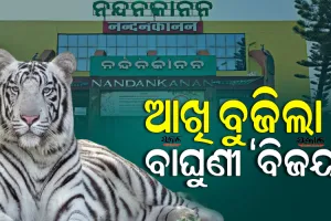 ନନ୍ଦନକାନନ ପ୍ରାଣୀଉଦ୍ୟାନରେ ଧଳା ବାଘୁଣୀ ‘ବିଜୟା’ର ଚିକିତ୍ସାଧୀନ ଅବସ୍ଥାରେ ମୃତ୍ୟୁ, ୨୫କୁ ହ୍ରାସ ପାଇଲା ବାଘ ସଂଖ୍ୟା